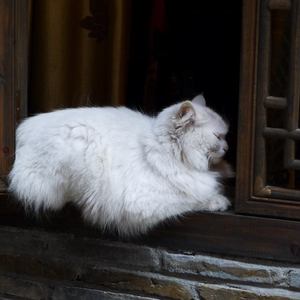 oldGaHay胖老头JJ勃起
